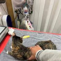 佳幼動物醫院