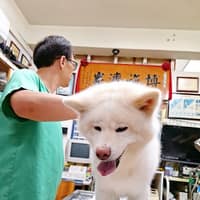蘆洲動物醫院