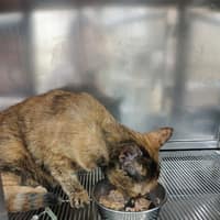 寶成動物醫院