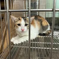 維安動物醫院