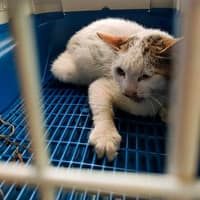 祐安動物醫院