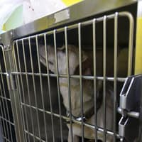 清豐動物醫院