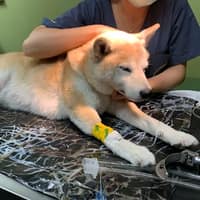 楊動物醫院