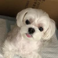 羅東動物醫院