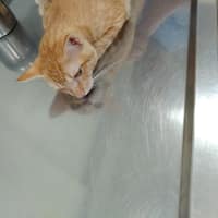 挪亞動物醫院