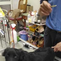 通霄獸醫院