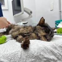 小布動物醫院
