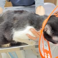 成功動物醫院