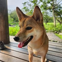 劉獸醫院