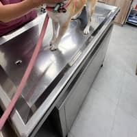 毛孩子動物醫院