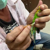 信鴿南聯動物醫院