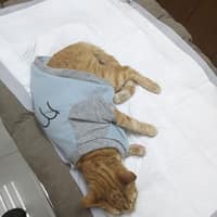 點點動物醫院