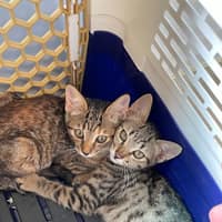 愛馨動物醫院