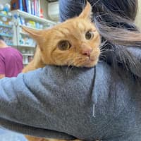 愛欣動物醫院