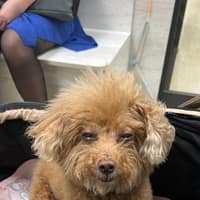 紀劃動物醫院