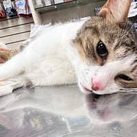 杏福動物醫院