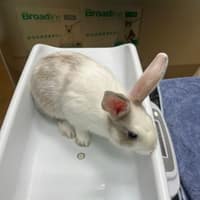 安定動物醫院