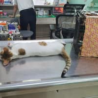 安生動物醫院