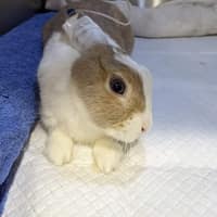 廣喬動物醫院
