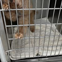 一嘉動物醫院