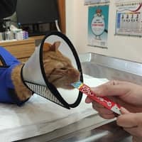 東尚動物醫院