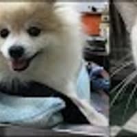 台愛動物醫院