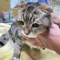 集賢愛生動物醫院