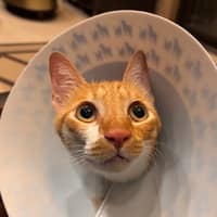 佰成動物醫院