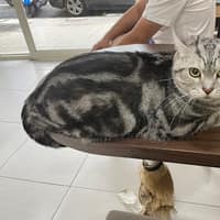 呈品動物醫院