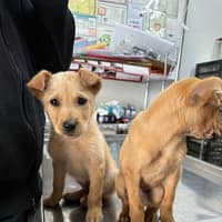 慧光動物醫院