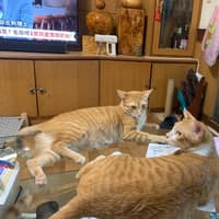 偉源動物醫院