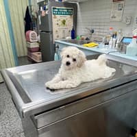 五權動物醫院