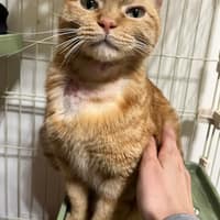 奕良57動物醫院 后里動物醫院