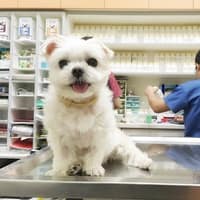 吉祥動物醫院