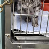 仁愛動物醫院