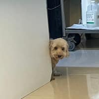 維恩動物醫院