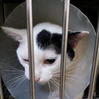 福懋動物醫院