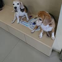 勝杰動物醫院