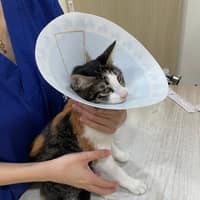 晨心動物醫院