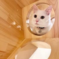安和動物醫院