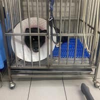台大成安動物醫院