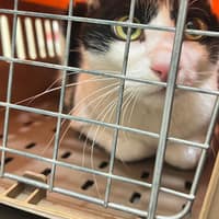 芯愛動物醫院