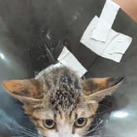 健中動物醫院