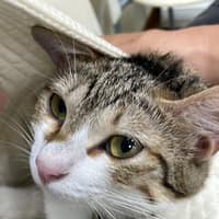 元碩動物醫院