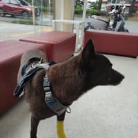 全美動物醫院 經國店