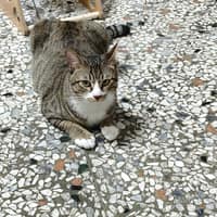 立安動物醫院