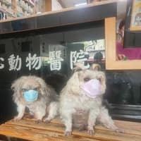 安心動物醫院