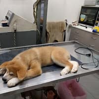 中原動物醫院