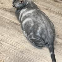 旭安動物醫院