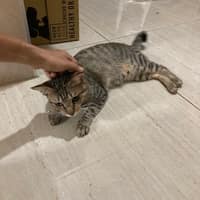 佑明動物醫院
